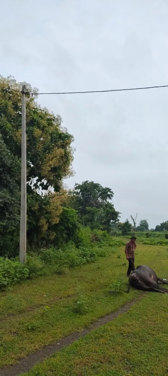 चरवाहा बाल-बाल बचा,बागोद चौकी में दी सूचना